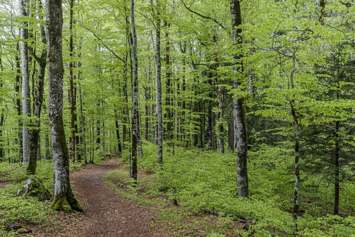 Wald bei Mellau