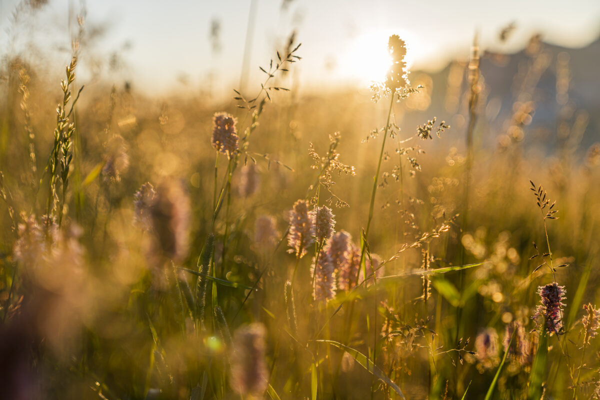 Morgenstimmung Bergsommer