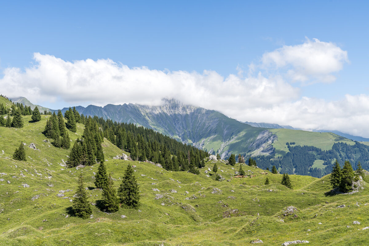 Alpweiden Bütschi