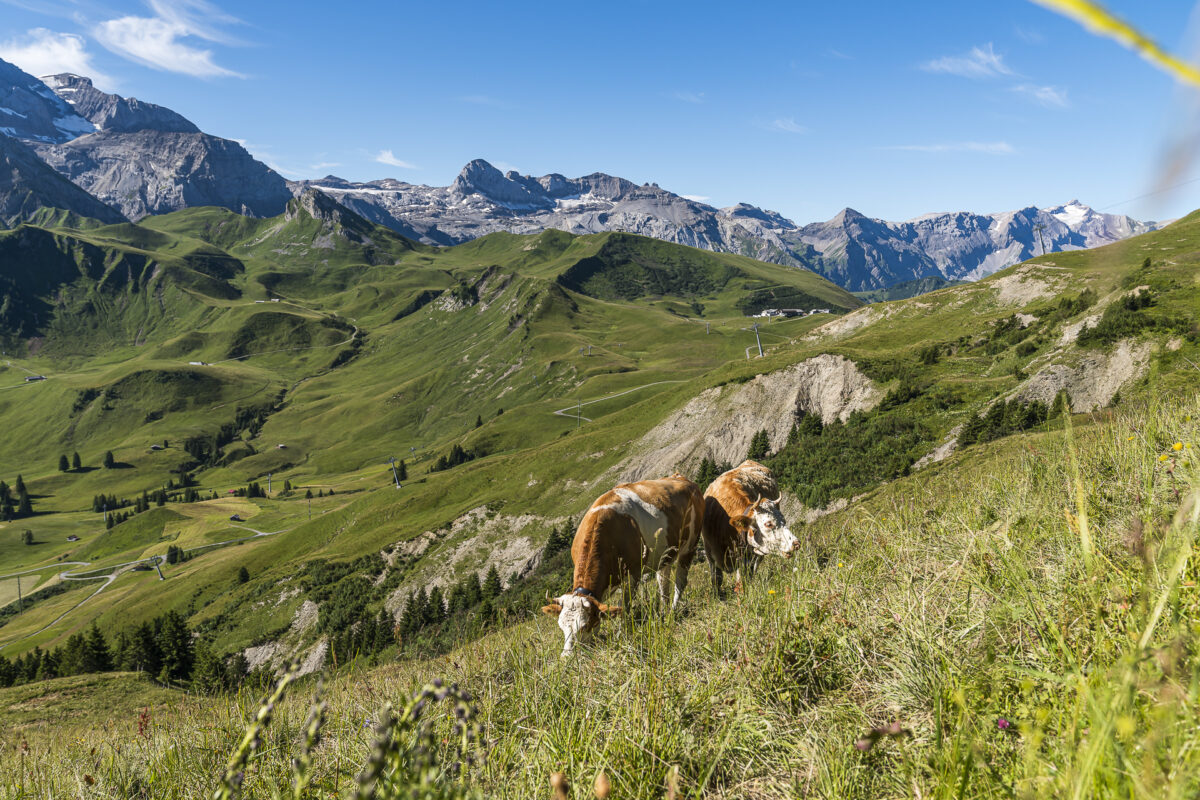 Panorama Adelboden Lenk