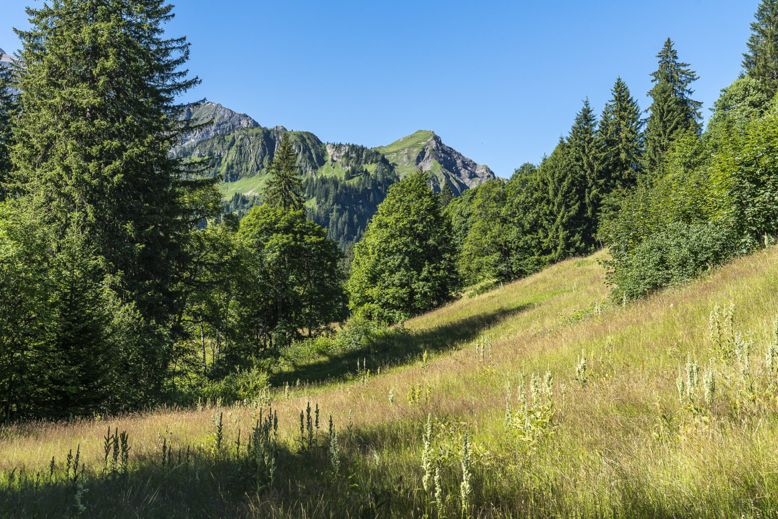 Saxeten Wanderung Saxeten - Morgenberghorn - Brunni - Suld - Gipfeltour