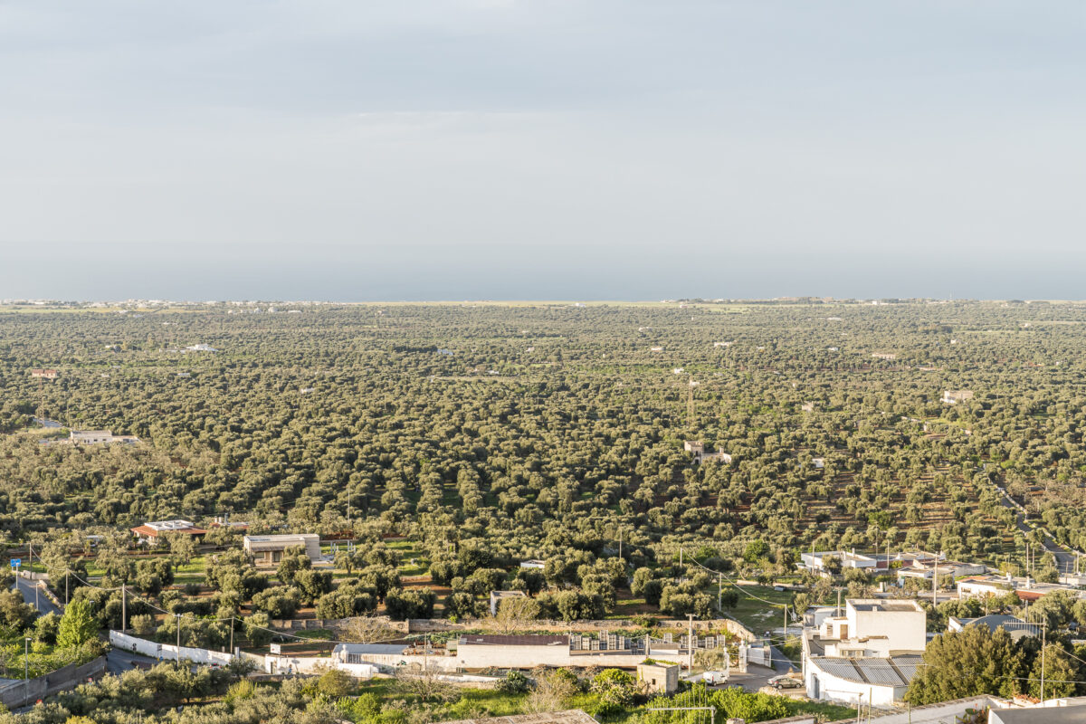 Landschaft Ostuni Apulien