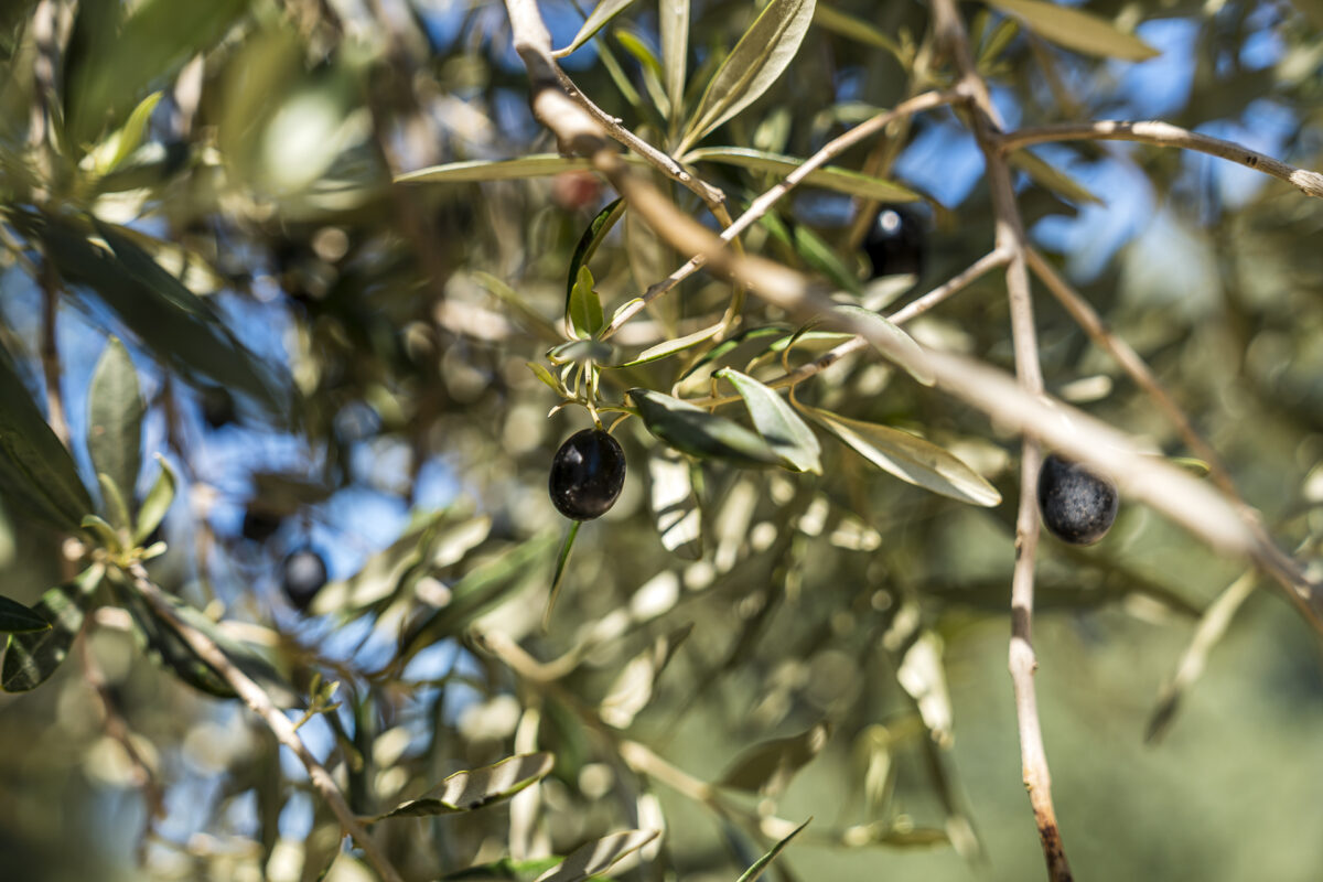 Oliven Apulien