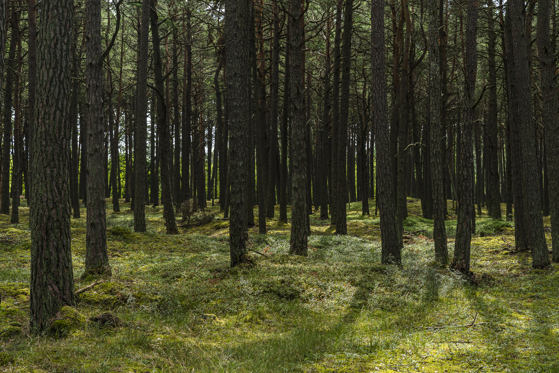 Polnischer Küstenwald