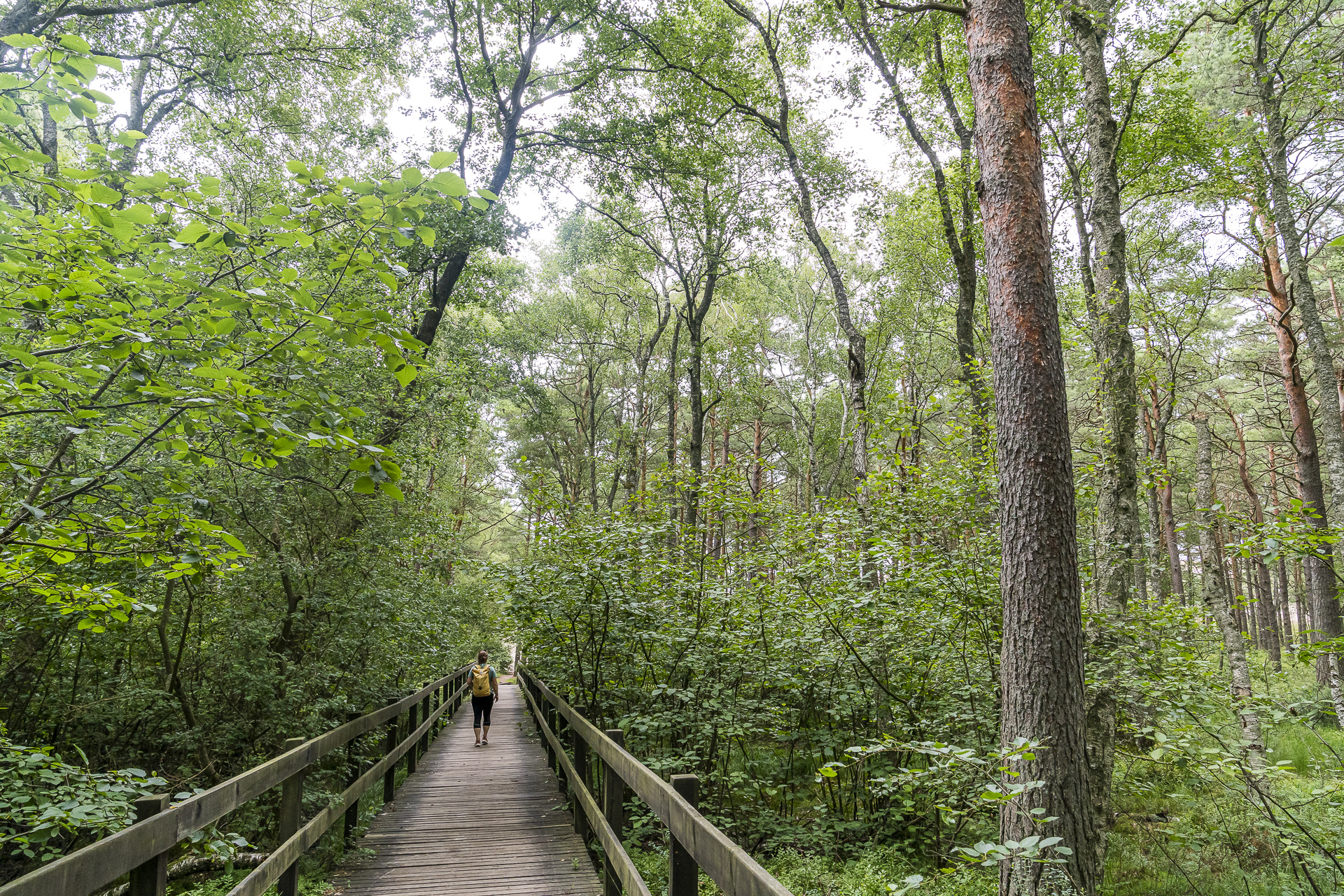 Wandern Küstenwald Polen