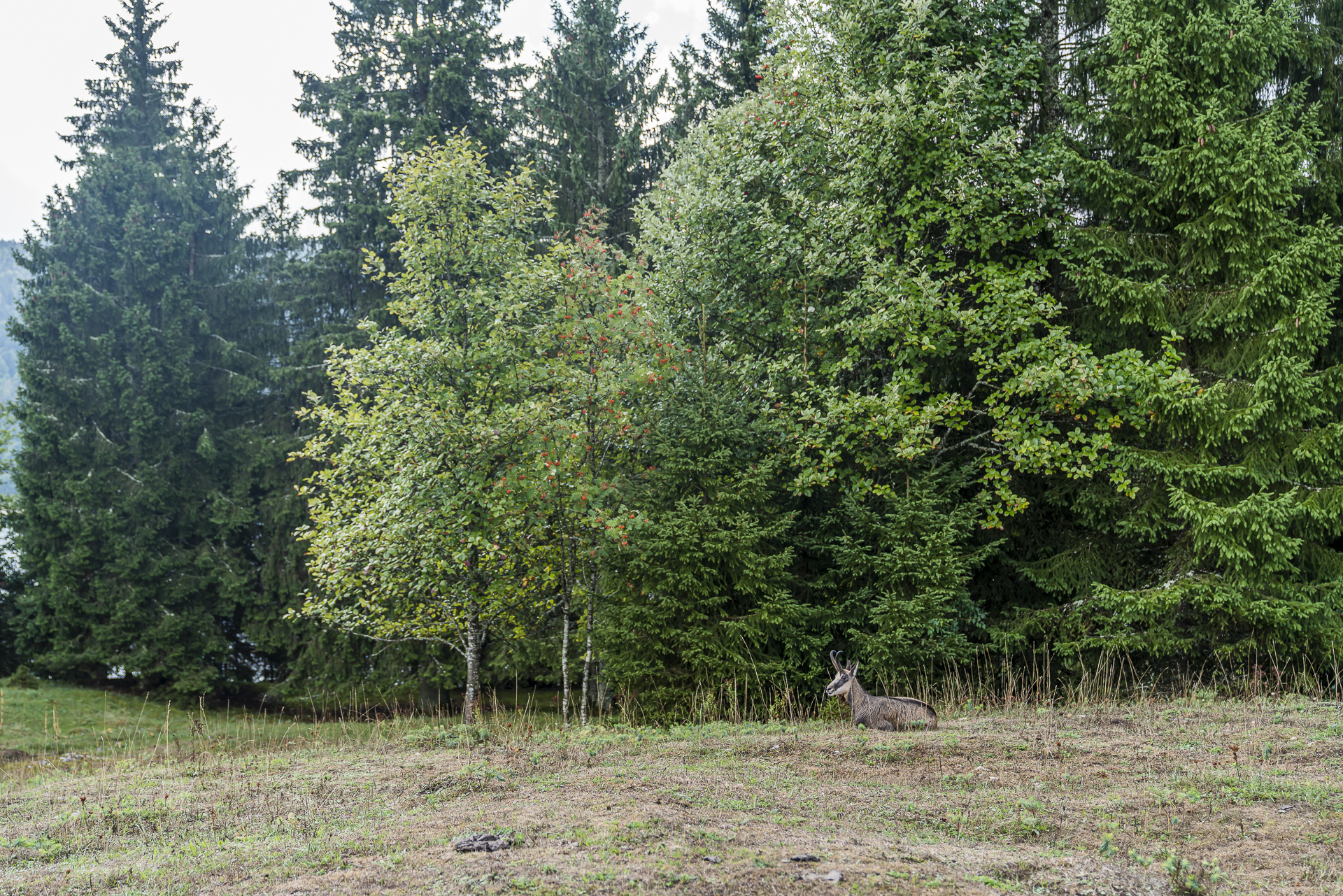 Gams im Vallee de Joux