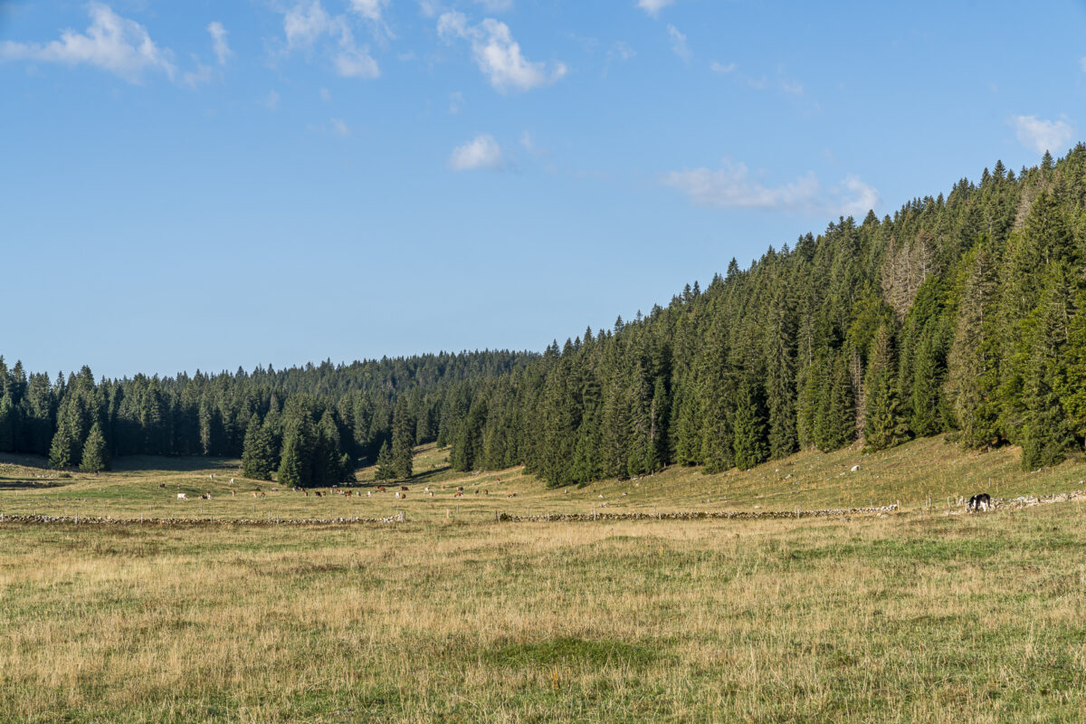 Juraweiden Vallée de Joux