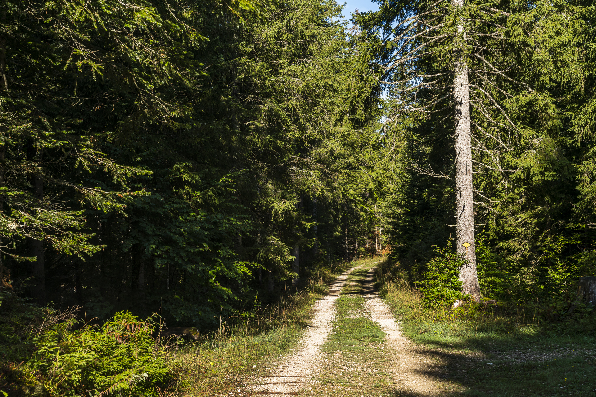 Wandern im Grand Risoud Wald