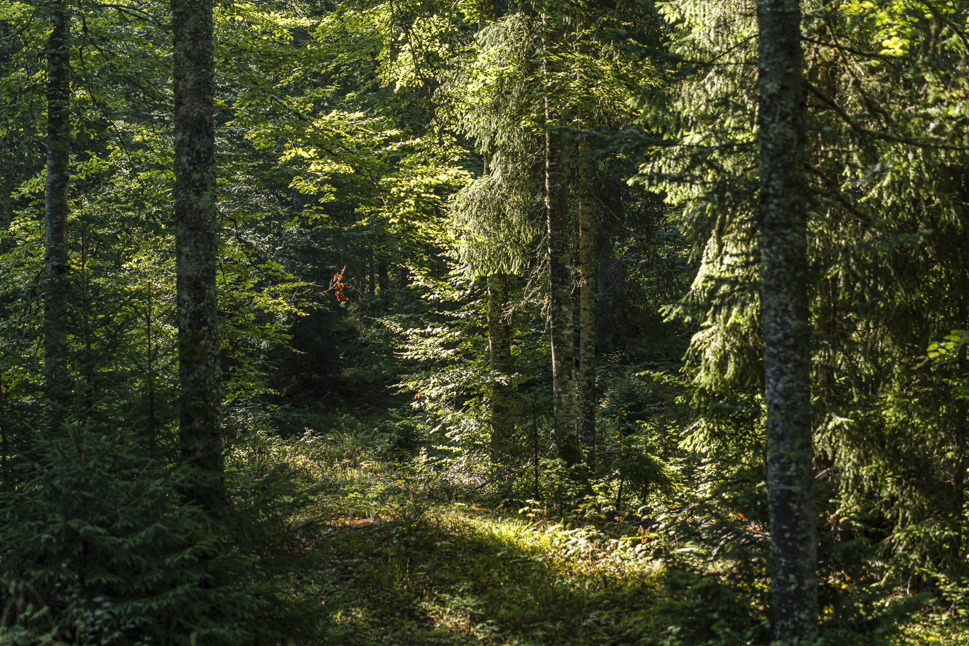 Grand Risoud Vallée de Joux