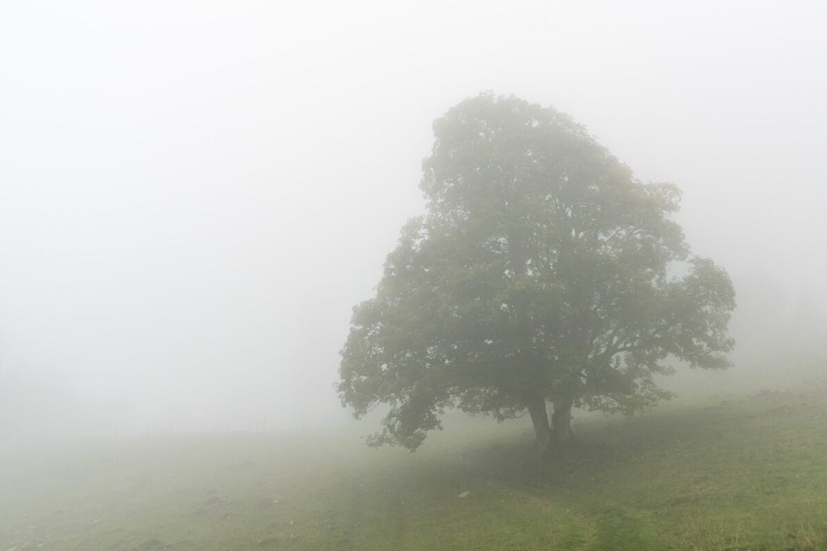 Nebel im Jura