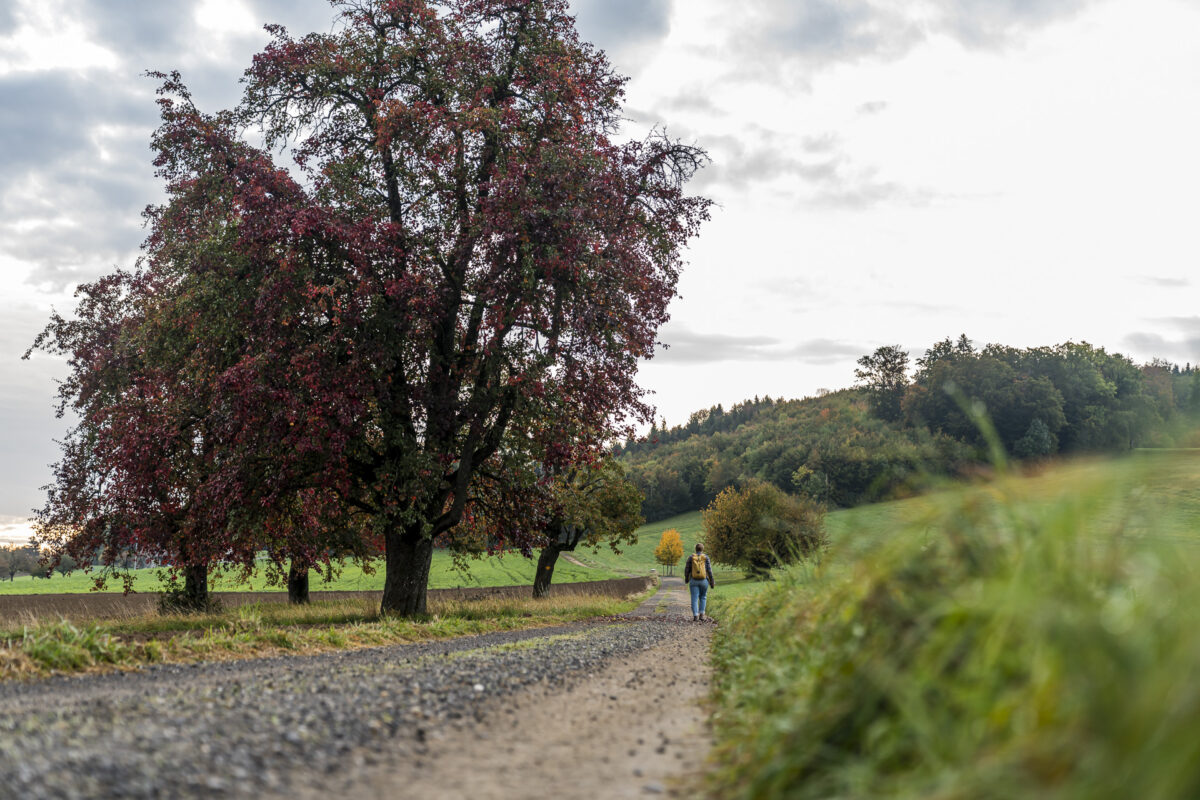 Wanderung von Leutwil auf den Homberg