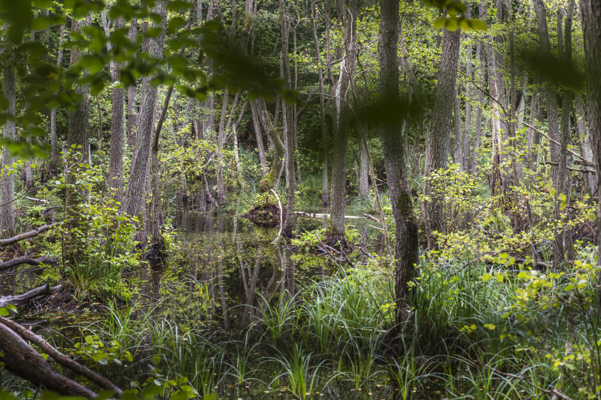 Waldreservat Uckermark