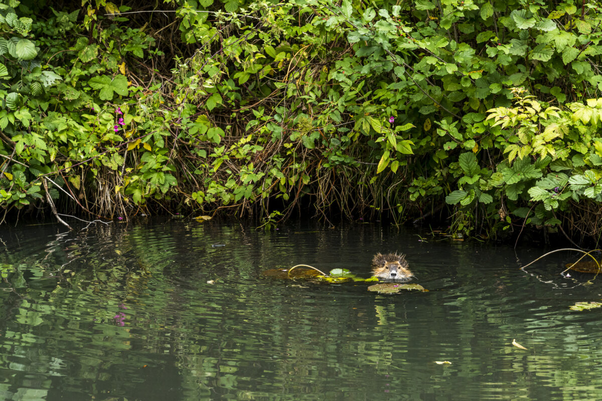 Nutria im Spreewald