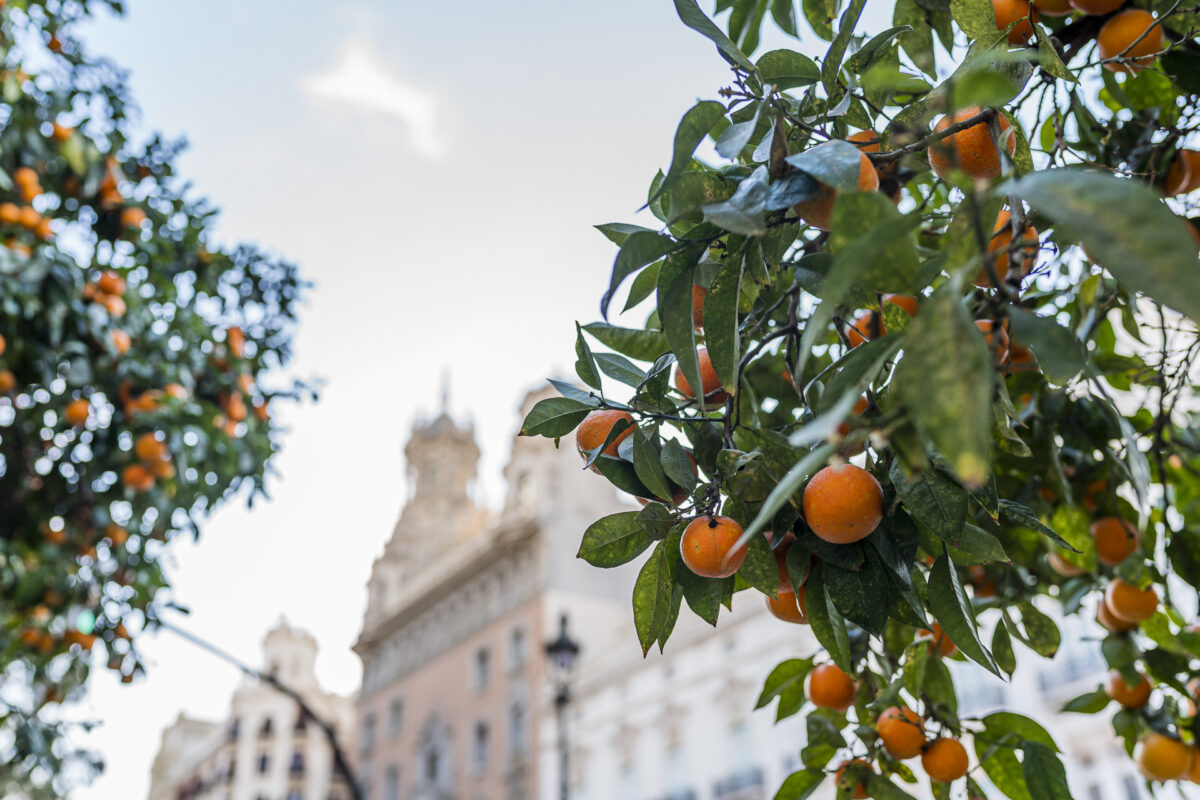 Valencia Orangenbäume im Winter