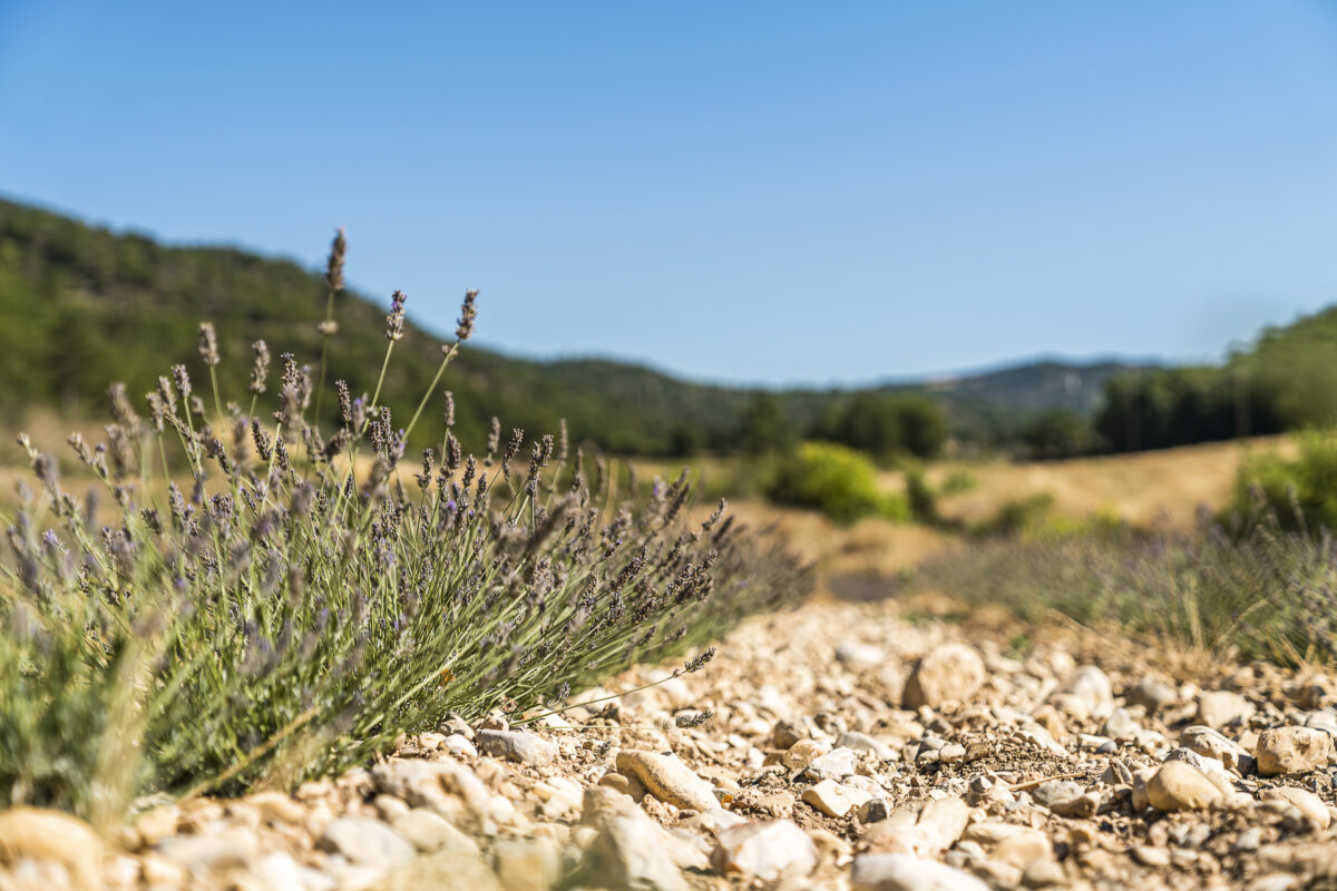 Lavendelfelder Haute-Provence