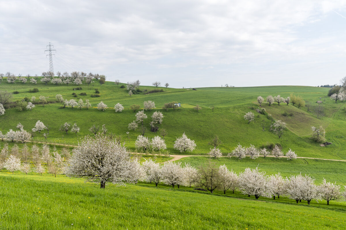 Kirschbäume im Fricktal