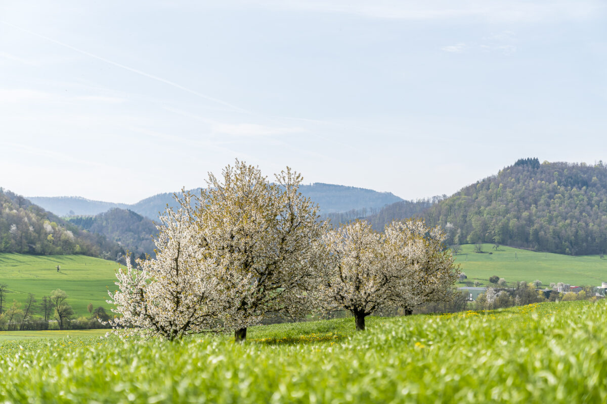 Kirschbäume in Blüte