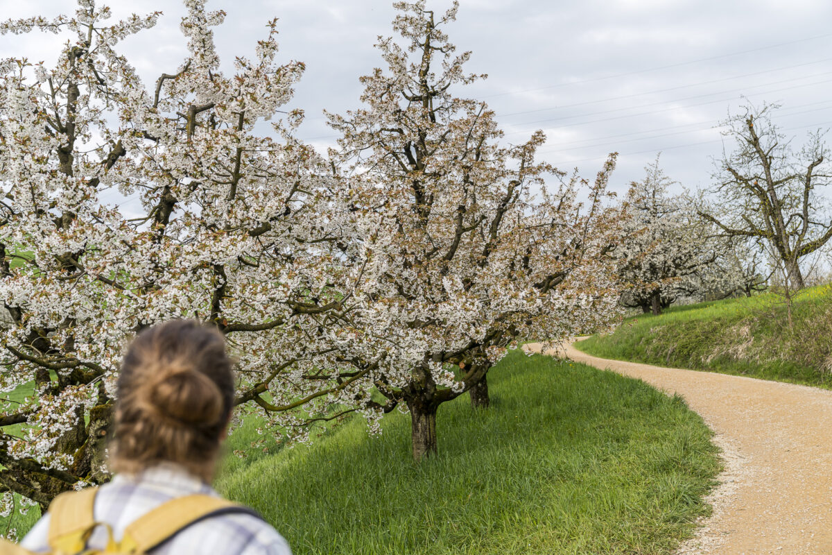 Kirschblüte Frick