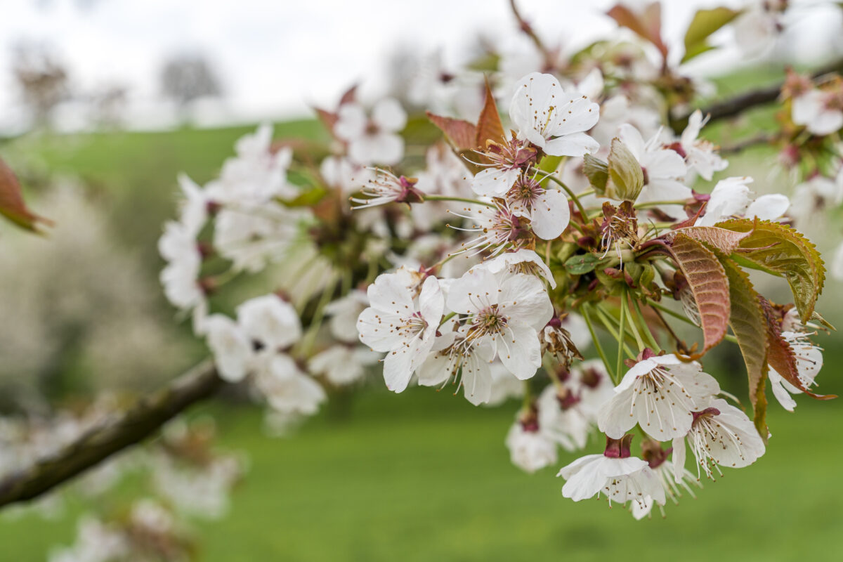 Detail Kirschblüte