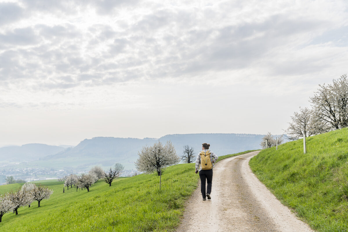 Wanderung auf dem Fricktaler Chriesiwäg