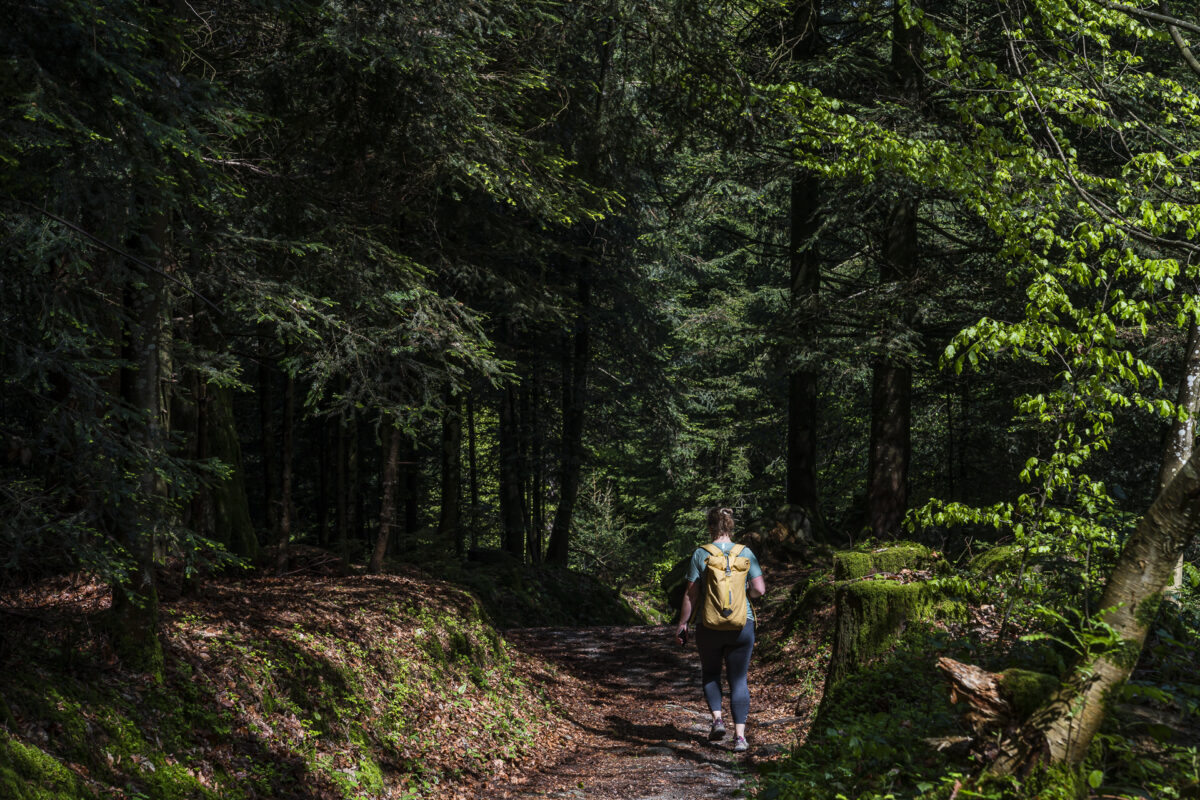 Ingenbohler Wald