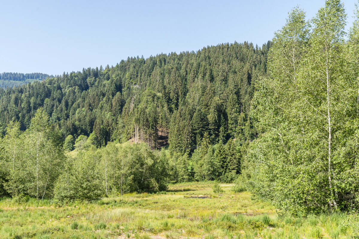 Steinmösli Hochmoor