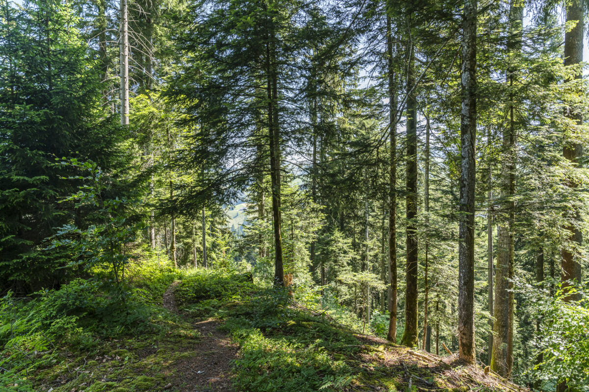 Emmentaler Wälder