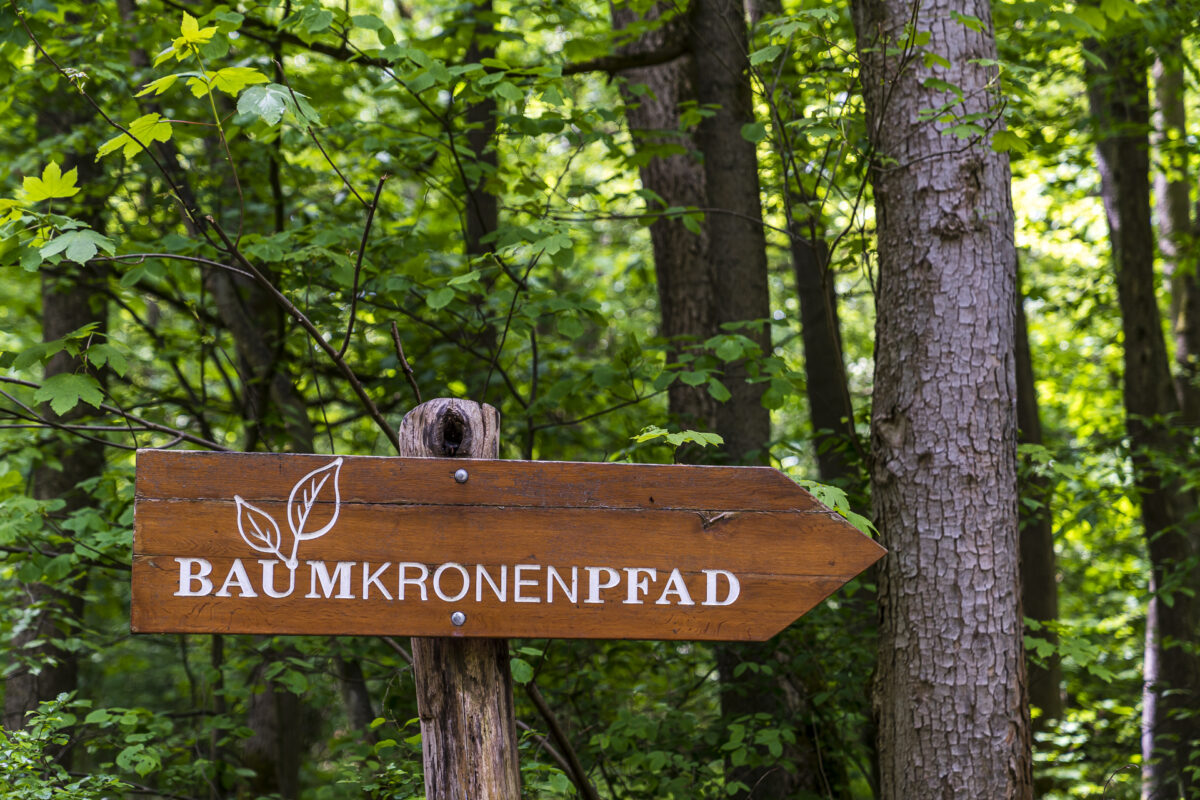 Baumkronenpfad Hainich Wegweiser