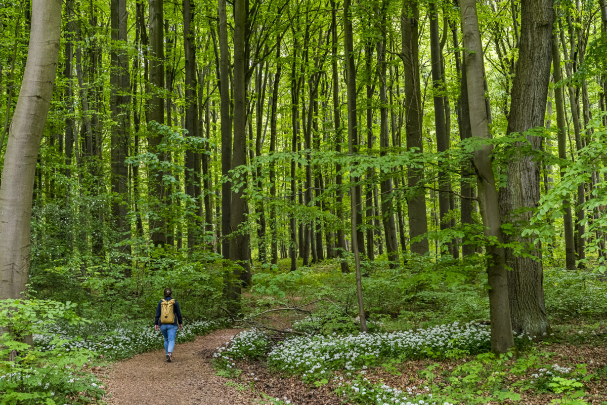 Hainich Wandern