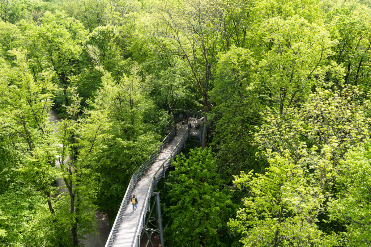 Baumkronenpfad Hainich