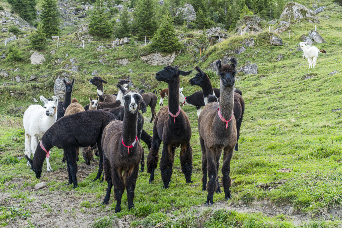 Lamas Alp Grimmi