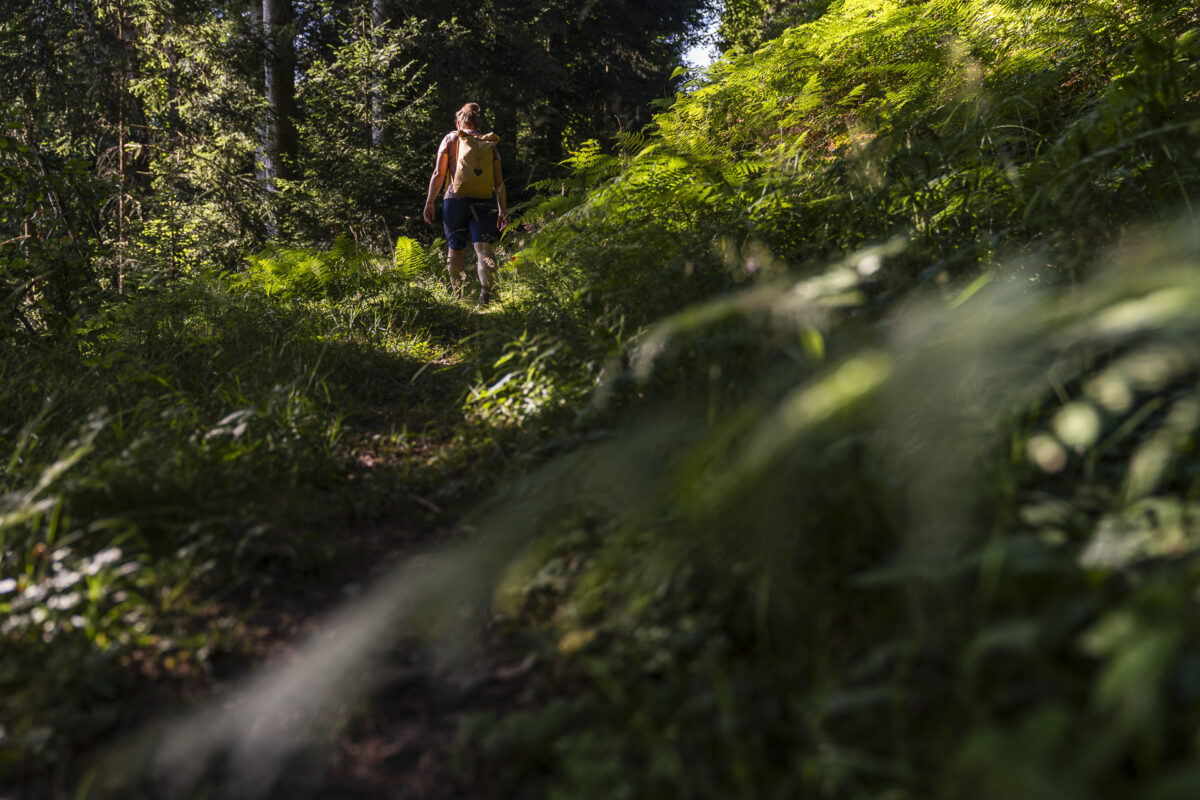 Waldwege Köhlerweg