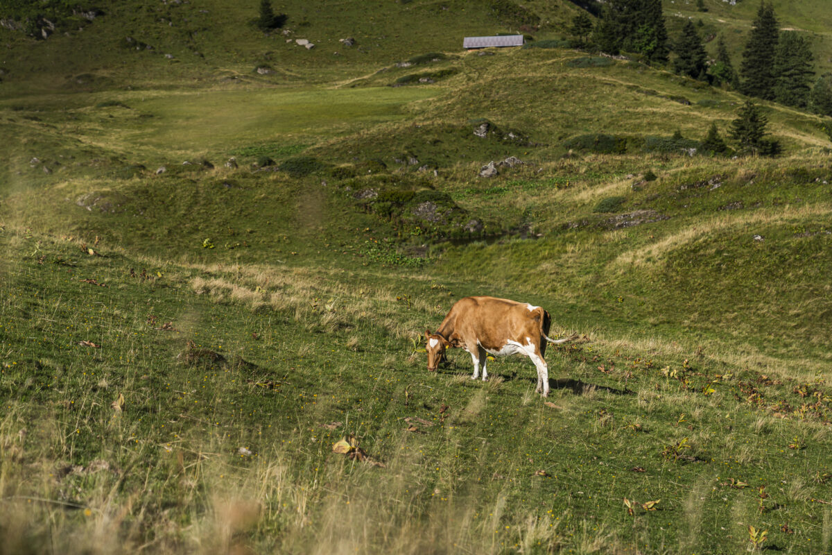 Alpweiden Grimmi