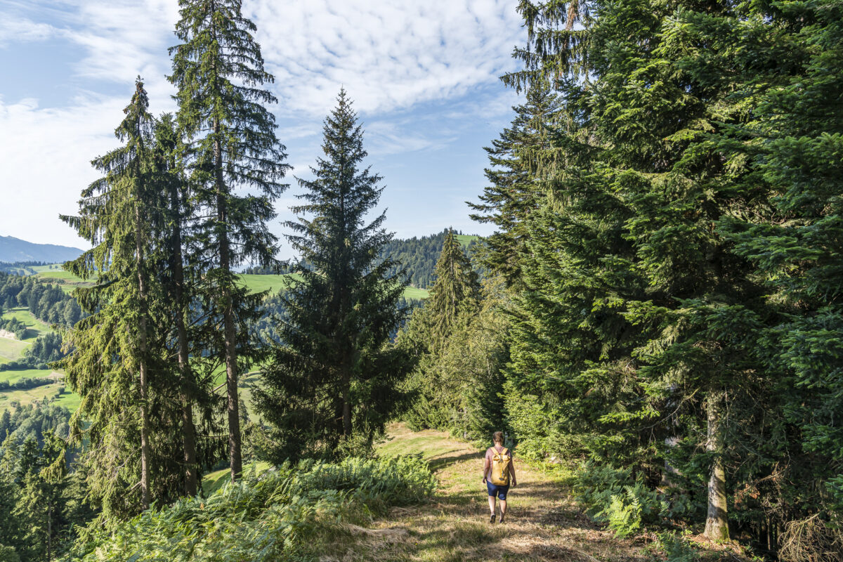 Wandern auf dem Köhlerweg