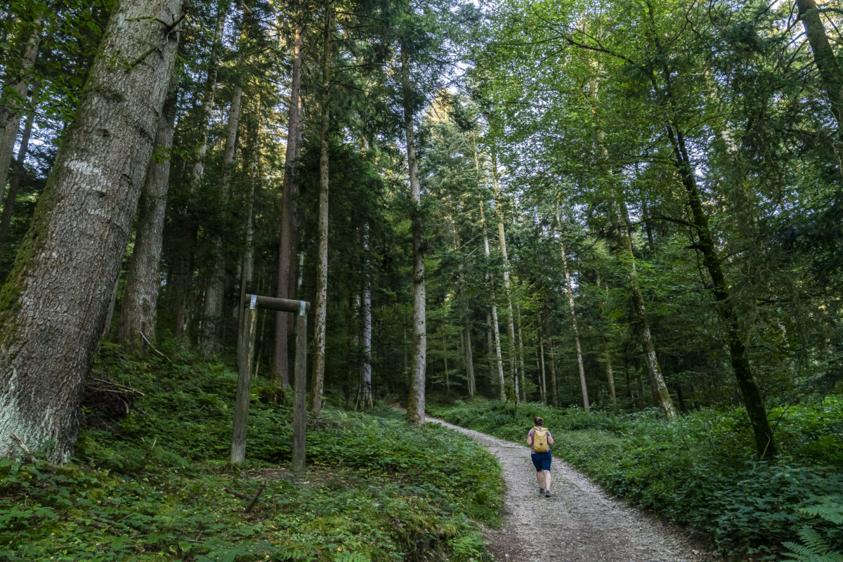 Waldweg Köhlerweg