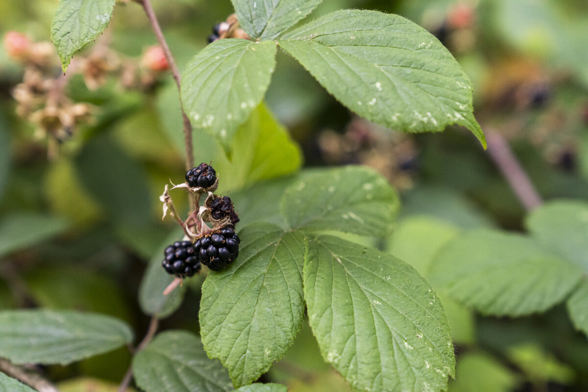 Brombeeren