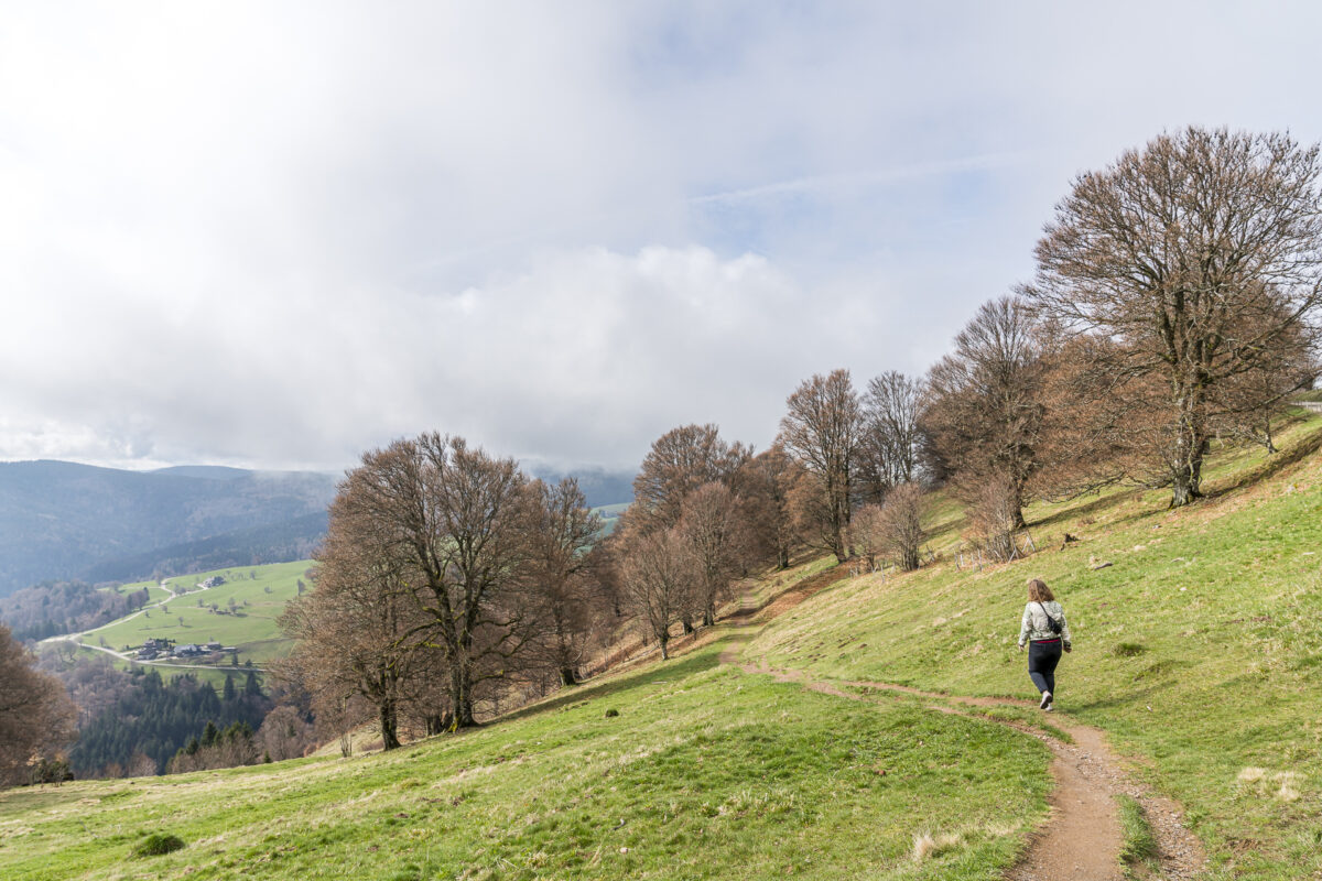 Wandern auf dem Schauinsland