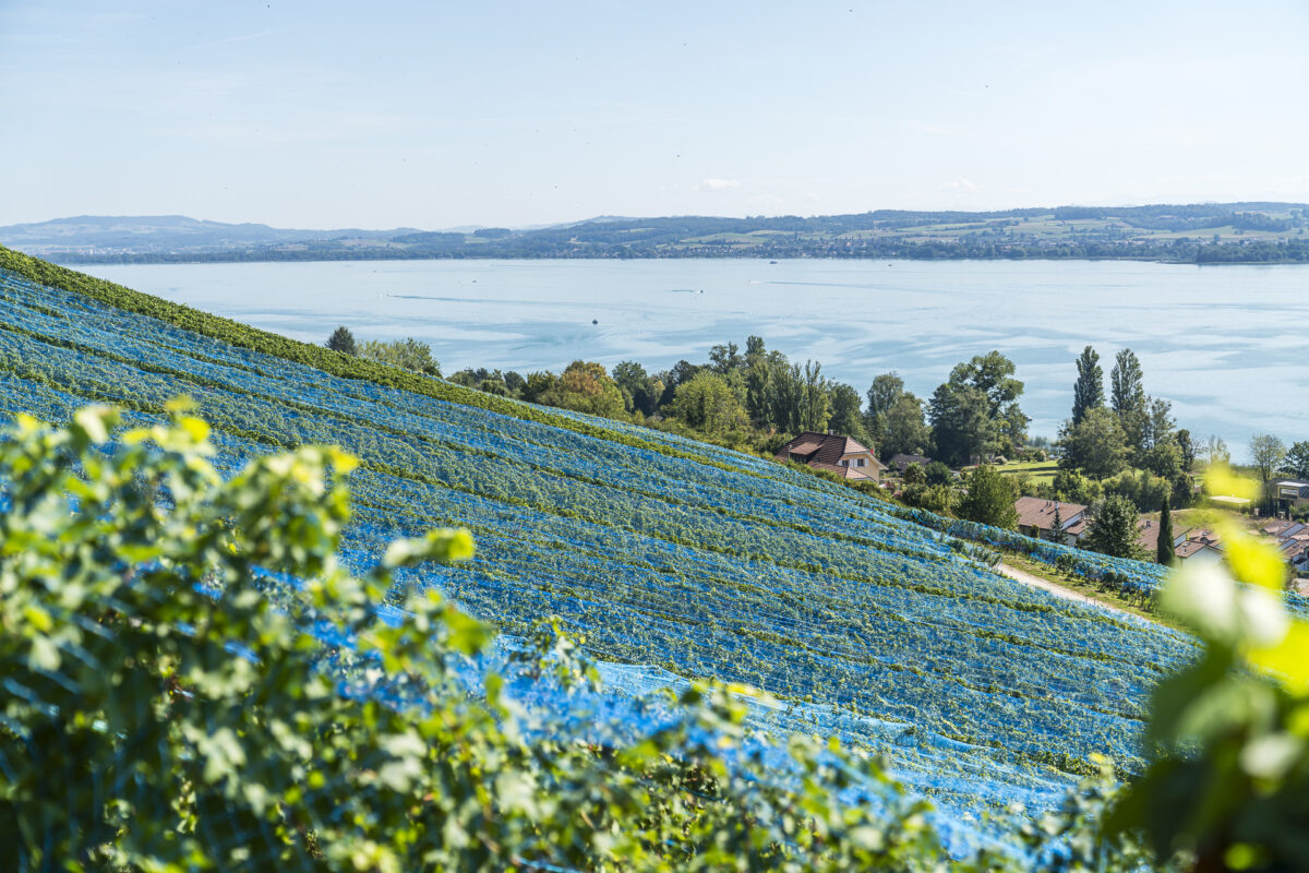 Regenhänge am Murtensee