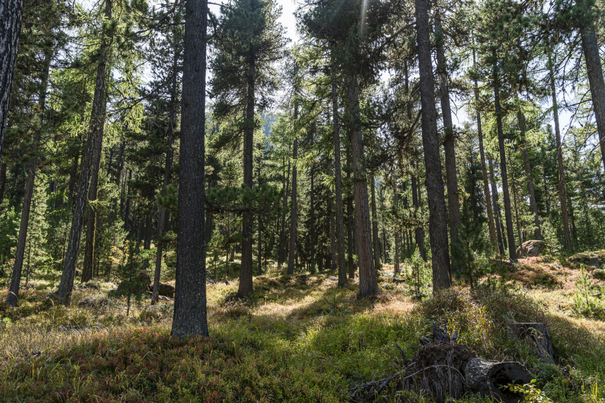 Wald bei Pontresina