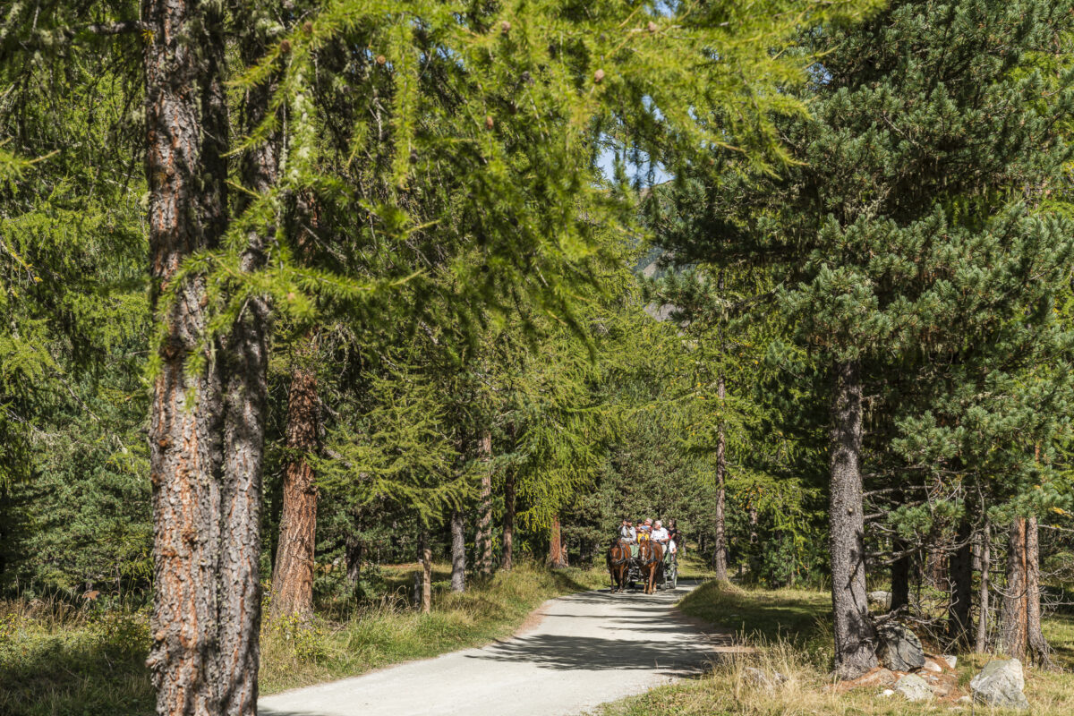 Horse-drawn carriage in Val Rosegue