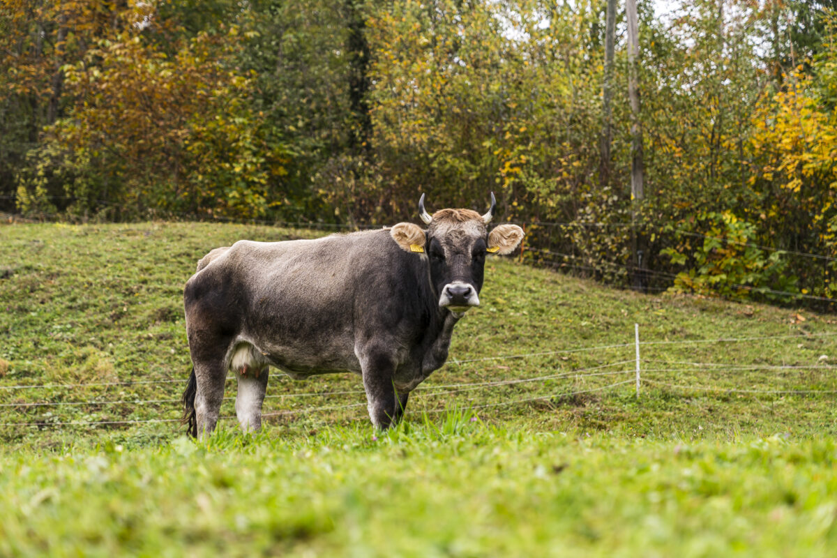 Esel in Diepigen