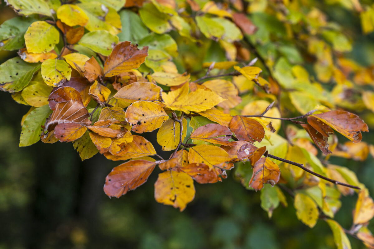 Herbstfarben im Wald