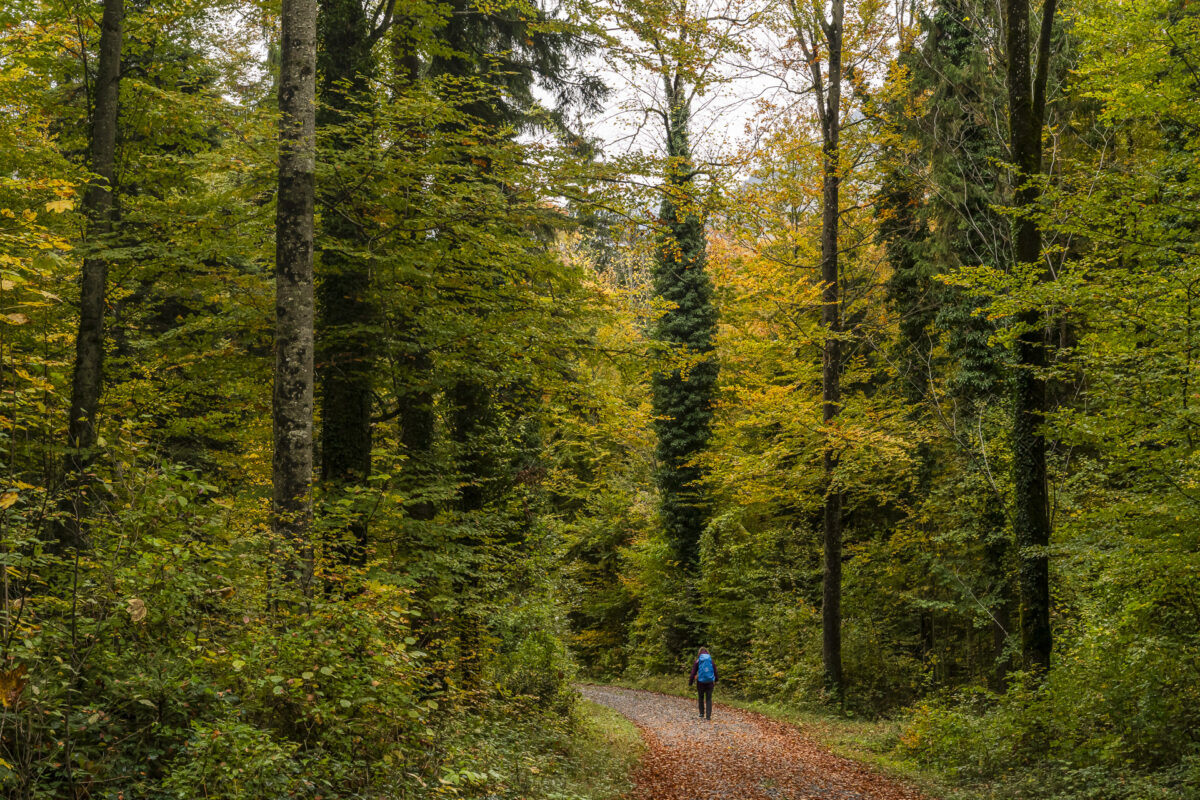 Wandern am Sarnersee