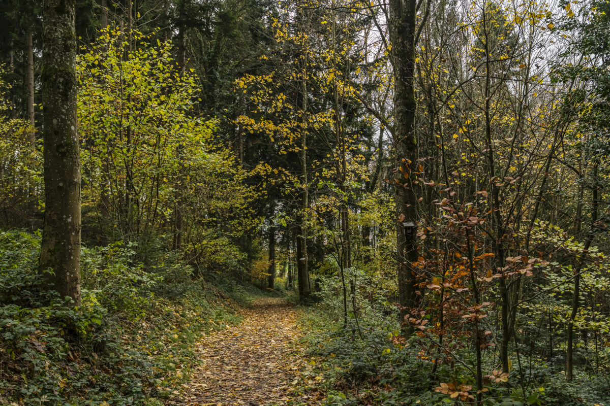 Wald bei Rorschach