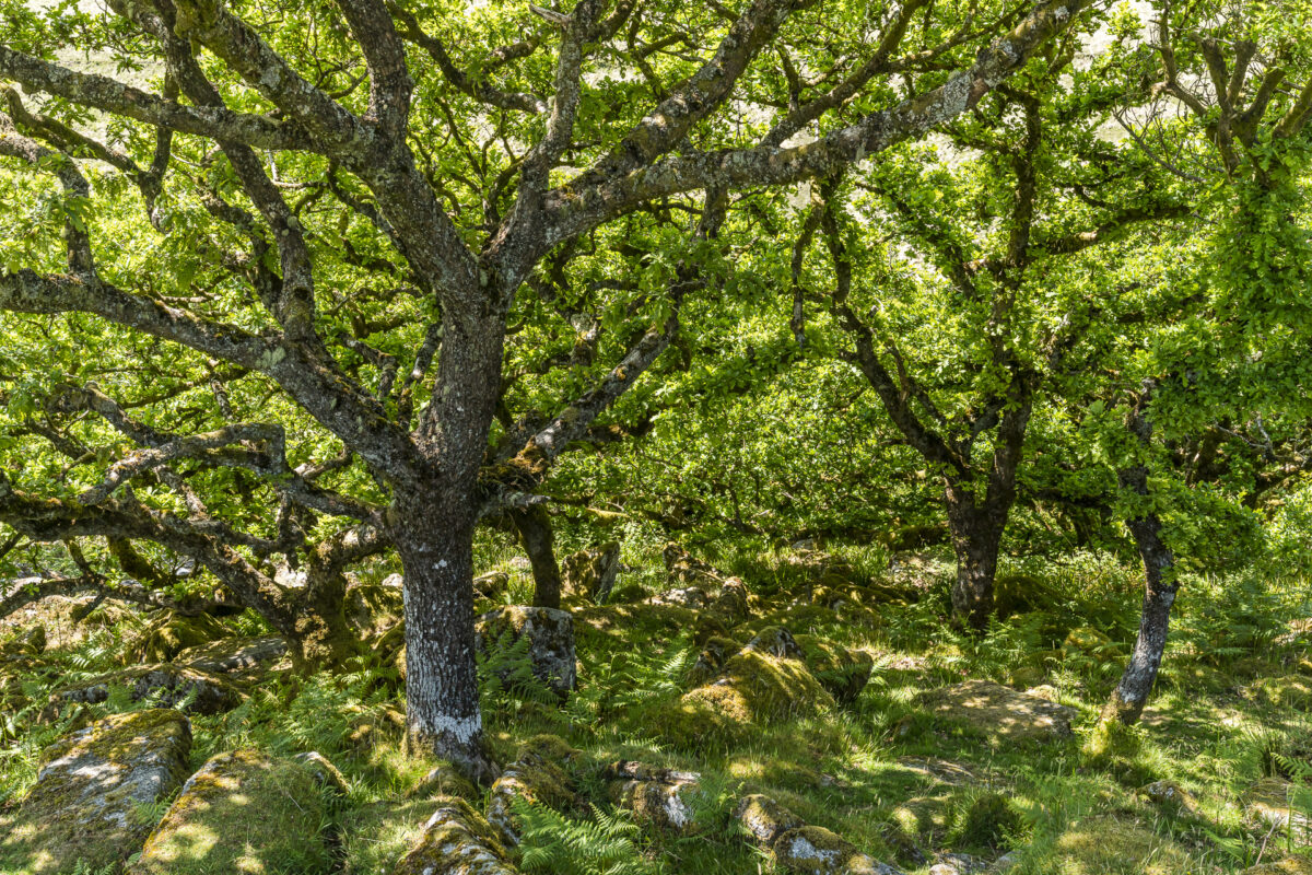 Wistman's Wood Dartmoor