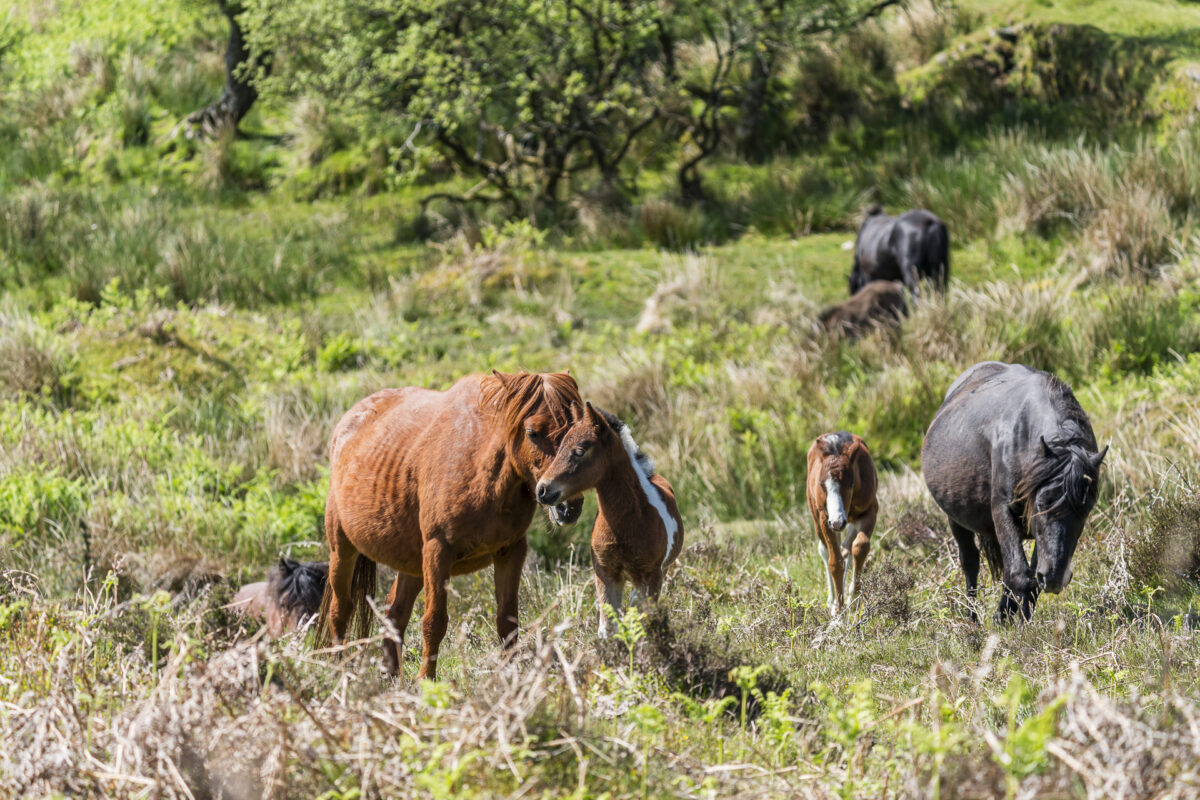 Dartmoos Ponies