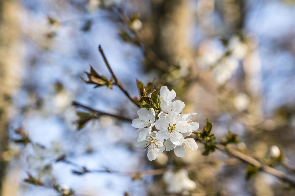 Lucens Blüte