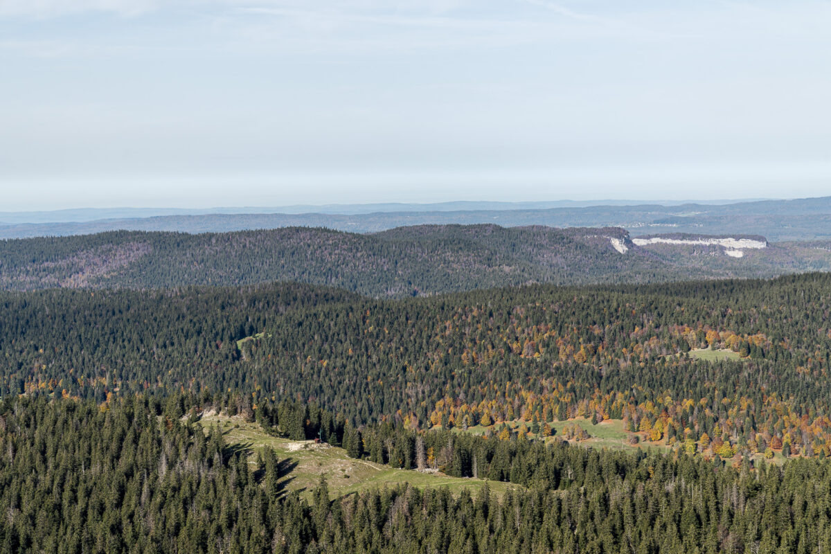 Wälder des Jura