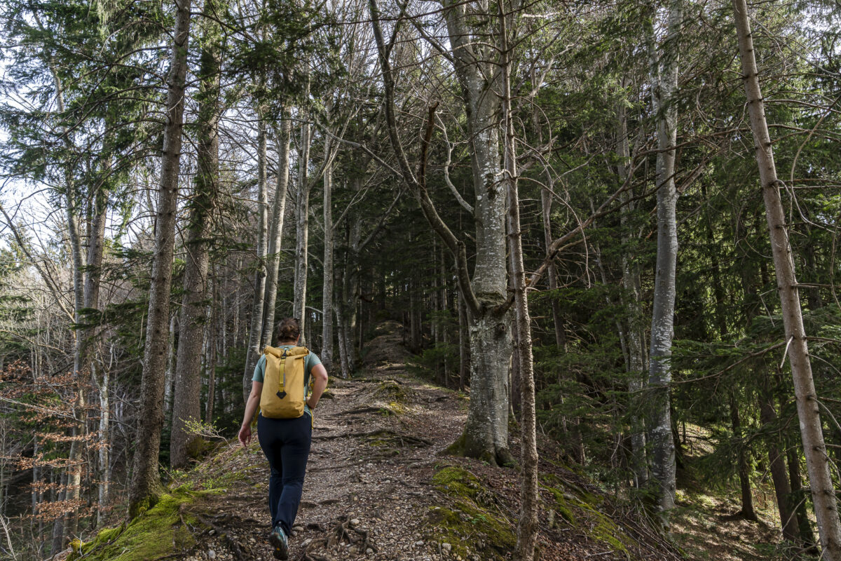 Waldweg auf dem Hochhamm