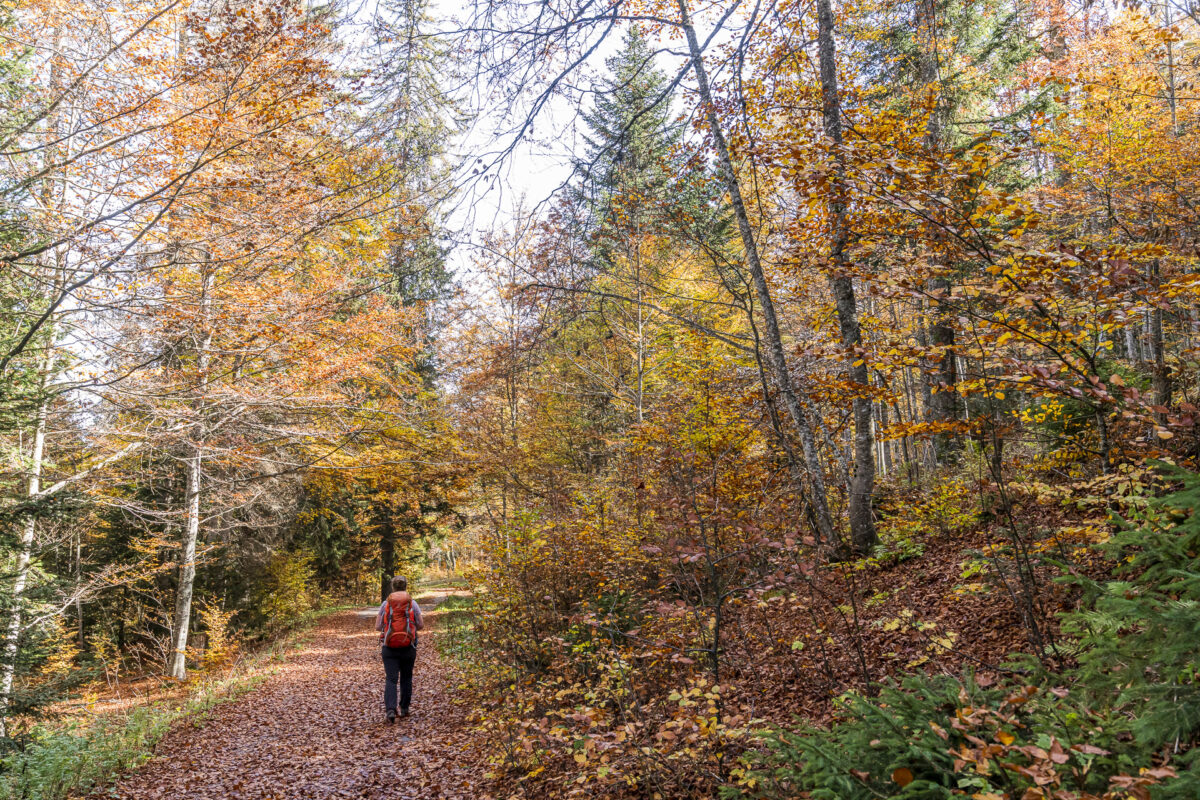 Wälder rund um den la Dôle